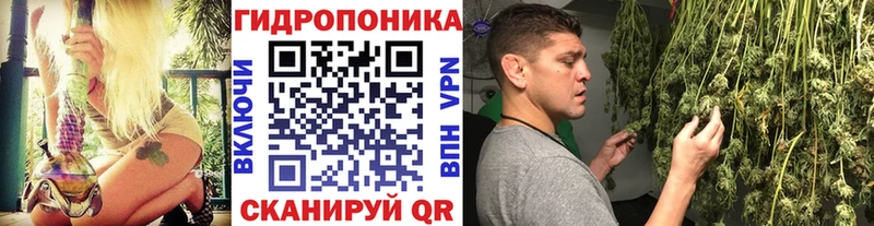 Каннабис OG Kush Новоржев